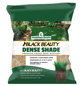 black beauty dense shade